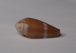 Conus Tenuistriatus - Schelpen