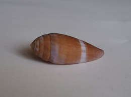 Conus Tenuistriatus - Seashells & Snail-shells