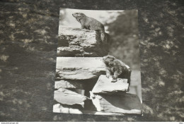 A4149   MURMELTIERE, MARMOTTES, MARMOTTE - Other & Unclassified