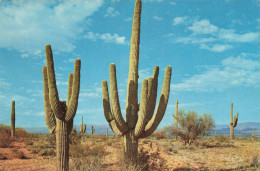 PHOTOGRAPHIE - Saguaro Cactus - Colorisé - Carte Postale - Photographs