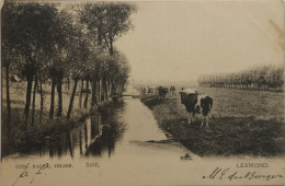 Lexmond (ZH) Koeien In De Wei Ca 1900 Nauta 3466 Vlek Rechts - Other & Unclassified