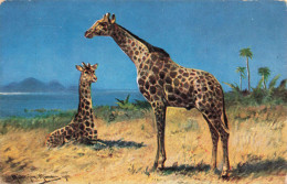 ANIMAUX ET FAUNES - Girafes - Colorisé - Carte Postale Ancienne - Jirafas