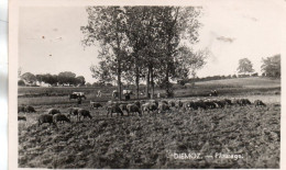 DIEMOZ PATURAGE 1946 CPSM 9X14 TBE - Diémoz