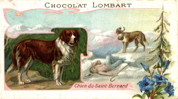 CHROMO CHOCOLAT LOMBART CHIEN DU SAINT BERNARD - Lombart