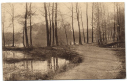 Forêt De Soignes - Les étangs De Rouge-Cloître - Auderghem - Oudergem