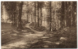 Forêt De Soignes - Vallon De La Sourdine - Auderghem - Oudergem