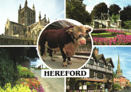 HEREFORD, MULTIPLE VIEWS, COW, BRIDGE, PARK, ARCHITECTURE, CATHEDRAL, UNITED KINGDOM - Herefordshire