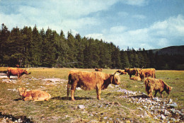 INVERCAULD, DEESIDE, ABERDEENSHIRE, SCOTLAND, HIGHLAND CATTLE, ANIMALS, UNITED KINGDOM - Aberdeenshire