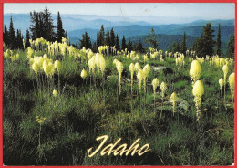 United States ( Idaho ) Beargrass In Selkirk Mountains - Written Poscard - Good Condition - Otros & Sin Clasificación