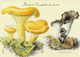 Image Cartonnée    GIROLE Et TROMPETTE Des MORTS  Format 11 X 8 - Paddestoelen