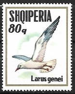 Albania - MNH ** 1973 :   Slender-billed Gull  -  Chroicocephalus Genei - Seagulls