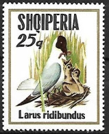 Albania - MNH ** 1973 :    Black-headed Gull -   Chroicocephalus Ridibundus - Seagulls