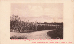 ANTILLES _S23515_ Cane Field (flowering) Malgretoute Estate, Savanna Grande Trinidad BWI - Other & Unclassified