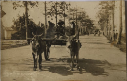 Singapore // Carte Photo RPPC // Suburbs (Ox Cart) 19?? Rare - Singapur