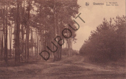 Postkaart/Carte Postale - Westerlo - In Het Bosch (C4955) - Westerlo