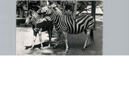 Zèbre De Chapman Et Son Petit - Zebre