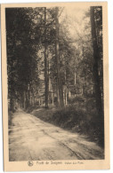 Forêt De Soignes - Vallon Des Puits - Oudergem - Auderghem