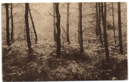 Ligue Des Amis De La Forêt De Soignes - Pineraie - Rouge-Cloître - Auderghem - Oudergem