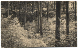 Forêt De Soignes - Auderghem - Près De La Source De L'empereur - Auderghem - Oudergem