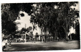 Togo - Lome - Avenue Des Eucalyptus - Togo