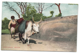 Water Carrier - Ceylon - Sri Lanka (Ceylon)