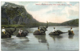 Temple Elephants After Their Bath - Kandy - Ceylon - Sri Lanka (Ceylon)