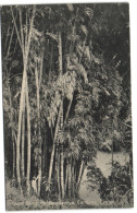 Giant Bamboos - Peradeniya Gardens - Ceylon - Sri Lanka (Ceylon)