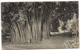 Giant Bamboos - Kandy - Ceylon - Sri Lanka (Ceylon)