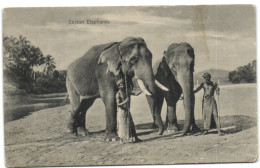 Ceylon Elephants - Sri Lanka (Ceylon)