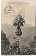 The Talepot Palm In Flower - Sri Lanka (Ceylon)