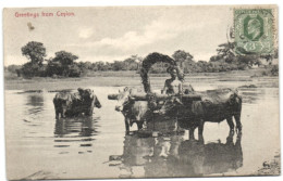 Greetings From Ceylon - Sri Lanka (Ceylon)