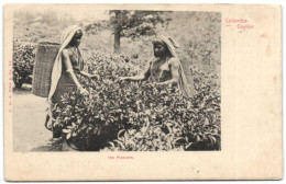 Colombo - Ceylon - Tea Pluckers - Sri Lanka (Ceylon)