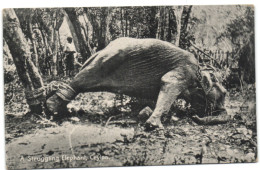 A Struggling Elephant - Ceylon - Sri Lanka (Ceylon)