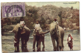 Ceylon Elephants - Sri Lanka (Ceylon)