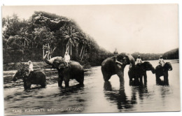 Tame Elephants Bathing - Ceylon - Sri Lanka (Ceylon)