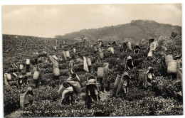 Plucking Tea Up Country Estate - Ceylon - Sri Lanka (Ceylon)