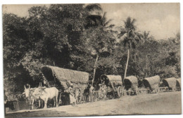 Native Transport - Ceylon - Sri Lanka (Ceylon)