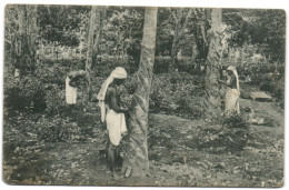 Tapping Rubber Trees - Ceylon - Sri Lanka (Ceylon)