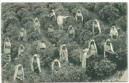 Plucking Tea - Sri Lanka (Ceylon)