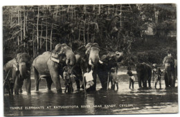 Temple Elephants At Katugastota River Near Kandy - Ceylon - Sri Lanka (Ceylon)