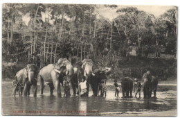 Sacred Elephants Belonging To The Kandy Temple - Sri Lanka (Ceylon)