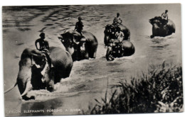 Ceylon Elephants Fording A River - Sri Lanka (Ceylon)