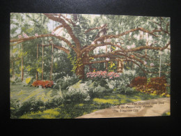 SAINT PETERSBURG Florida Orchid Sky Gardens Cancel BALTIMORE 1955 To Sweden Postcard USA - St Petersburg