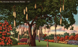 The Sauvage Tree, Miami, Florida - Miami