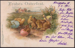 Gest. Ostern Küken 1901 - Pasen