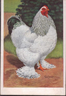 * Heller Brahma-Hahn - Vogels