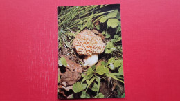 Praski Smrcek.Morchella Pragenis.Foto:dr.D.Vrscaj.Mikolosko Drustvo Slovenije - Champignons