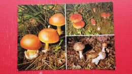 Blagva,Zrdana,Karzelj.Amanita Cesarea.Rdeca Musnica/Amanita Muscaria.Foto:B.Tratnik.Mikolosko Drustvo Slovenije - Funghi