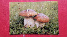 Jesenski Goban.Boletus Edulis.Foto:B.Tratnik.Mikolosko Drustvo Slovenije - Pilze