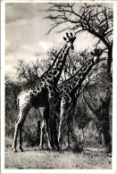 Giraffes, Kruger National Park, South-Africa 1958 - Jirafas